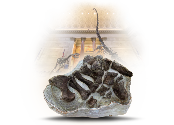 The World's Largest Dinosaur Skeleton: Barosaurus
