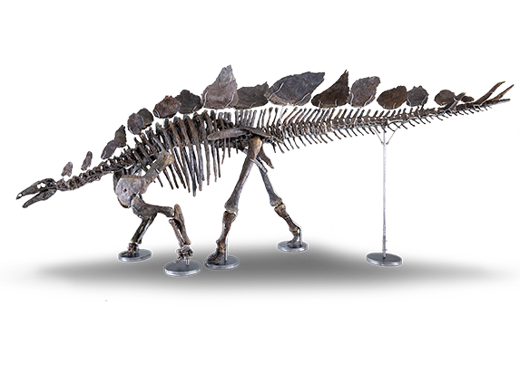 The “BCQ 24” Stegosaurus Skeleton