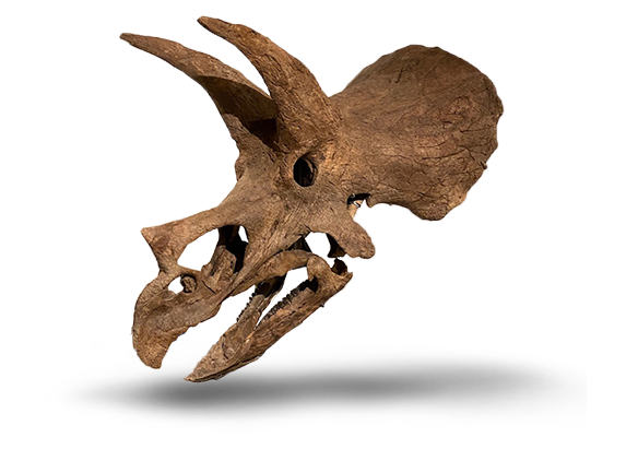 Triceratops Dinosaur Skull “Deaton”